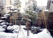 雪吊り