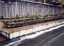 雪吊り