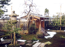 雪吊り
